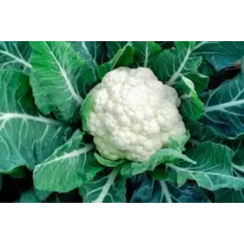 cauliflower (22)-1161794-48735.webp